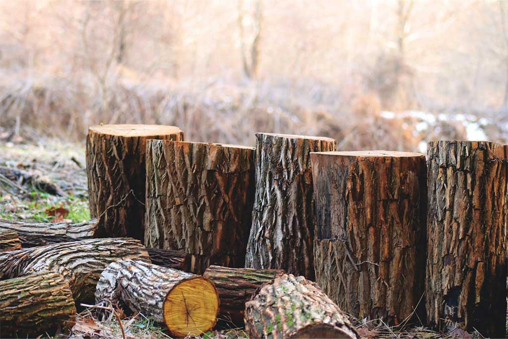 tree-stumps